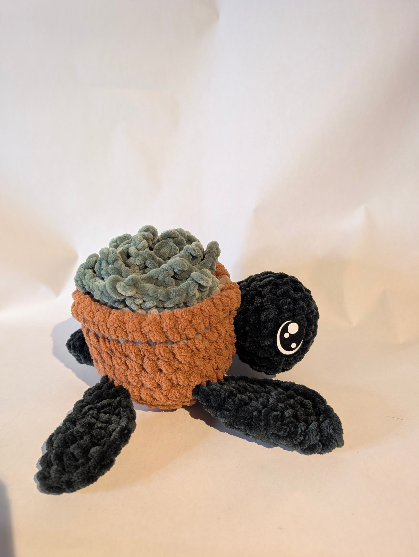 Succulent Turtle